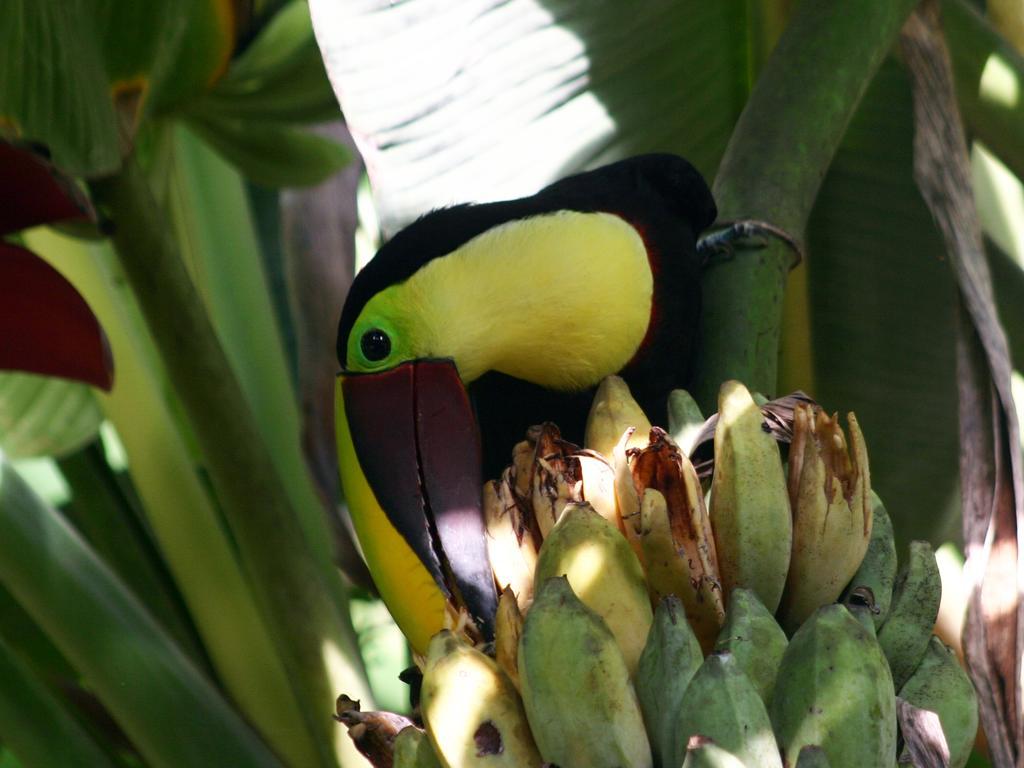 El Colibri Lodge Manzanillo  Bagian luar foto