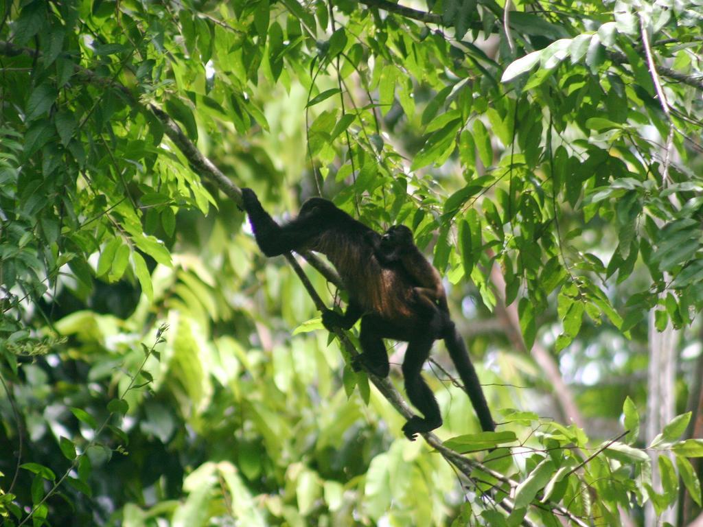 El Colibri Lodge Manzanillo  Bagian luar foto