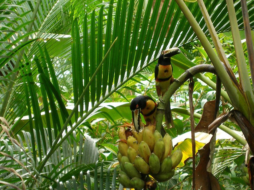 El Colibri Lodge Manzanillo  Bagian luar foto