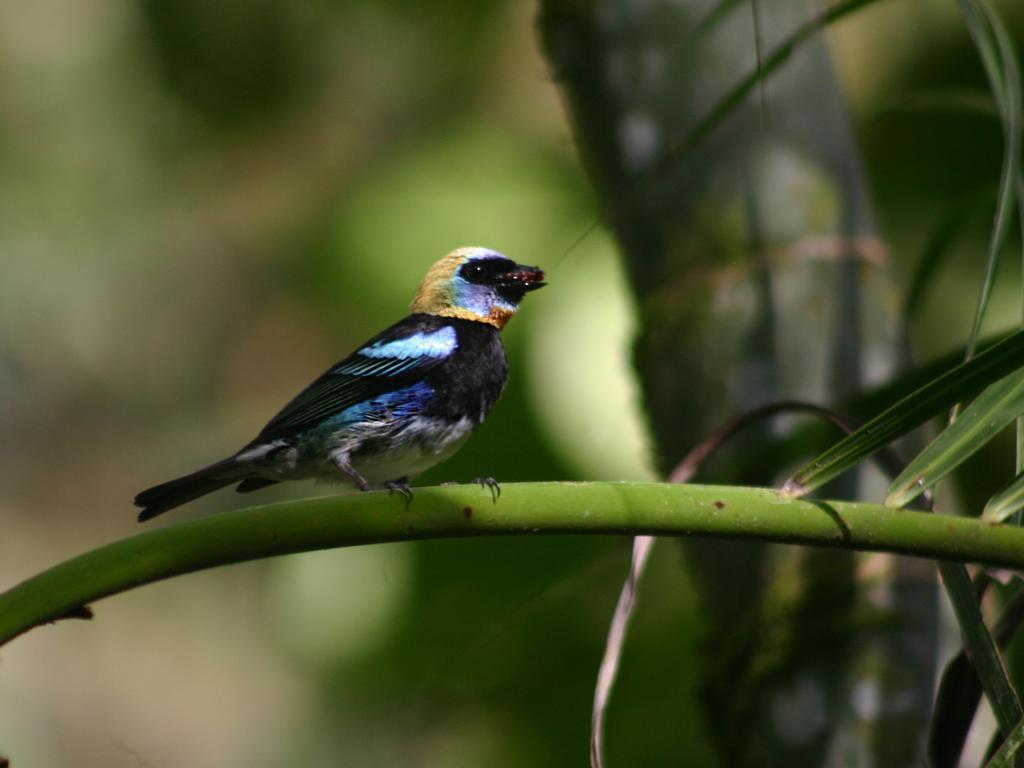 El Colibri Lodge Manzanillo  Bagian luar foto