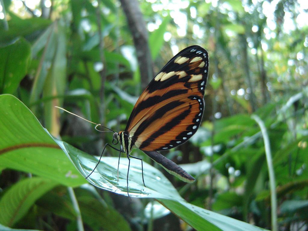 El Colibri Lodge Manzanillo  Bagian luar foto